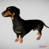 1529084 - PBR Game 3D Models - Dachshund 3D Max