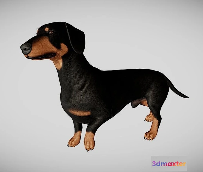 1529084 - PBR Game 3D Models - Dachshund 3D Max
