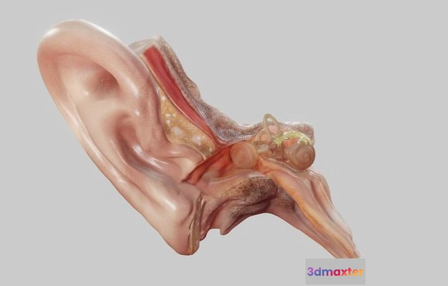 1529114 - PBR Game 3D Models - Ear Cross Section 3D Max