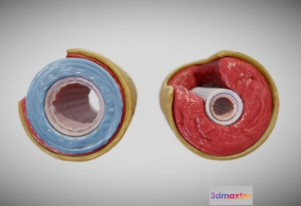 1529116 - PBR Game 3D Models - Elastic Vs Muscular Artery (Animated) 3D Max