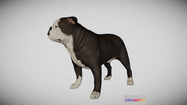 1529124 - PBR Game 3D Models - English Bulldog 3D Max