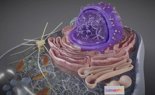 1529126 - PBR Game 3D Models - Eukaryotic Cell Cross Section 3D Max