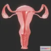 1529150 - PBR Game 3D Models - Female Reproductive System Section 3D Max