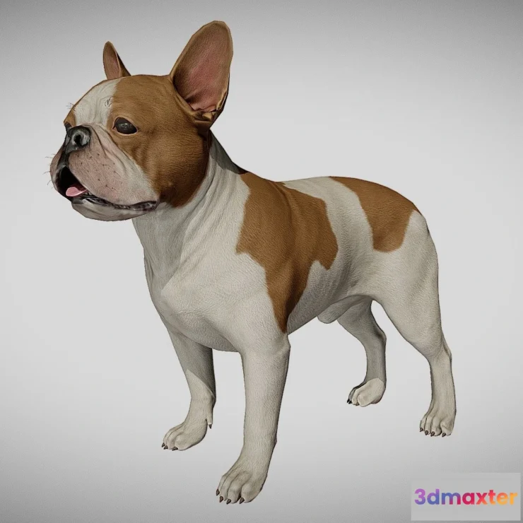 1529162 - PBR Game 3D Models - French Bulldog 3D Max