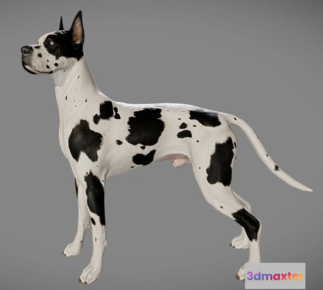 1529182 - PBR Game 3D Models - Great Dane 3D Max