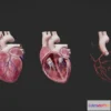1529194 - PBR Game 3D Models - Heart Anatomy 3D Max