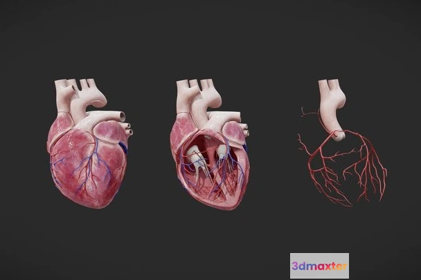 1529194 - PBR Game 3D Models - Heart Anatomy 3D Max