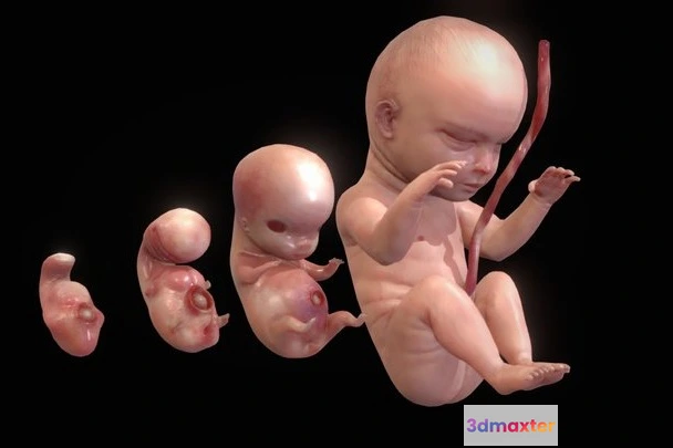 1529214 - PBR Game 3D Models - Human Embryonic   Fetal Development Stages 3D Max