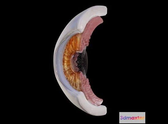 1529216 - PBR Game 3D Models - Human Eye Anatomy 3D Max