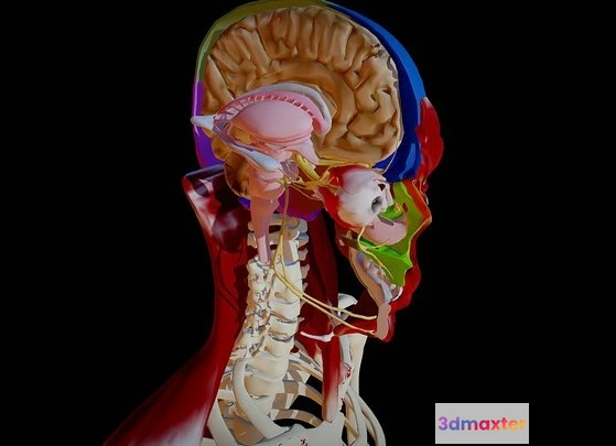 1529218 - PBR Game 3D Models - Human Head Anatomy 3D Max