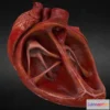 1529220 - PBR Game 3D Models - Human Heart 3D Max