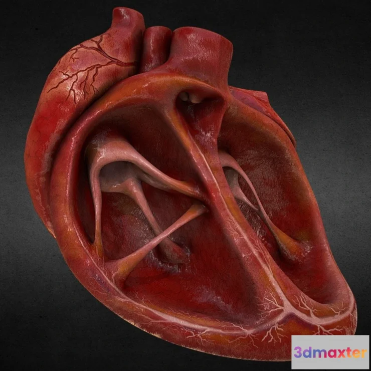 1529220 - PBR Game 3D Models - Human Heart 3D Max
