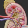 1529222 - PBR Game 3D Models - Human Kidney Anatomy Cross Section 3D Max
