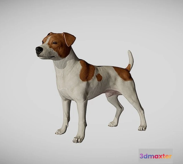1529236 - PBR Game 3D Models - Jack Russel 3D Max