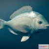1529354 - PBR Game 3D Models - Animated Fish (Black Seabream) 3D Max