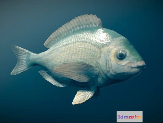 1529354 - PBR Game 3D Models - Animated Fish (Black Seabream) 3D Max