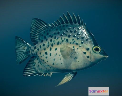 1529356 - PBR Game 3D Models - Animated Fish (Chaetodon) 3D Max