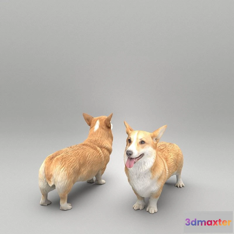 1529416 - PBR Game 3D Models - Corgi dog 39 3D Max
