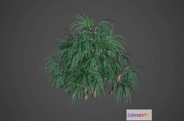 1529632 - PBR Game 3D Models - Mazari Palm Collection - Nannorrhops Ritchiana 3D Max