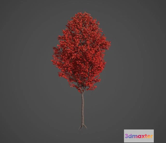 1529760 - PBR Game 3D Models - Nikko Maple Collection - Acer Nikoense 3D Max