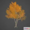 1529842 - PBR Game 3D Models - Paper Birch Collection - Betula Papyrifera 3D Max