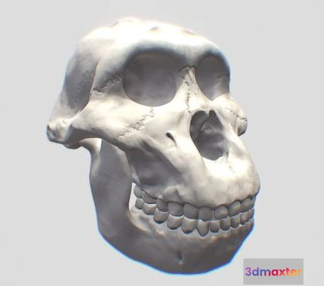 1529844 - PBR Game 3D Models - Paranthropus Bosei 3D Max
