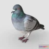 1529876 - PBR Game 3D Models - Pigeon 2 3D Max