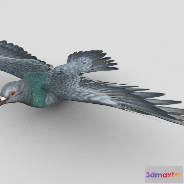 1529878 - PBR Game 3D Models - Pigeon Flying 3D Max