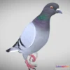 1530022 - PBR Game 3D Models - Realistic Animated Rock Pigeon Low Poly 3D Model 3D Max