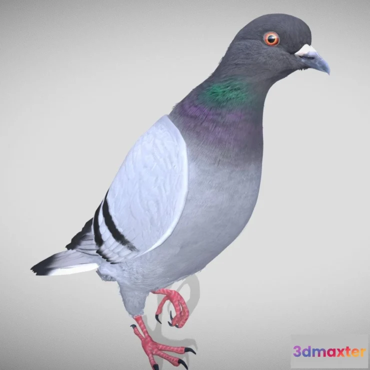 1530022 - PBR Game 3D Models - Realistic Animated Rock Pigeon Low Poly 3D Model 3D Max