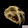1530082 - PBR Game 3D Models - SaberTooth Skull 3D Max