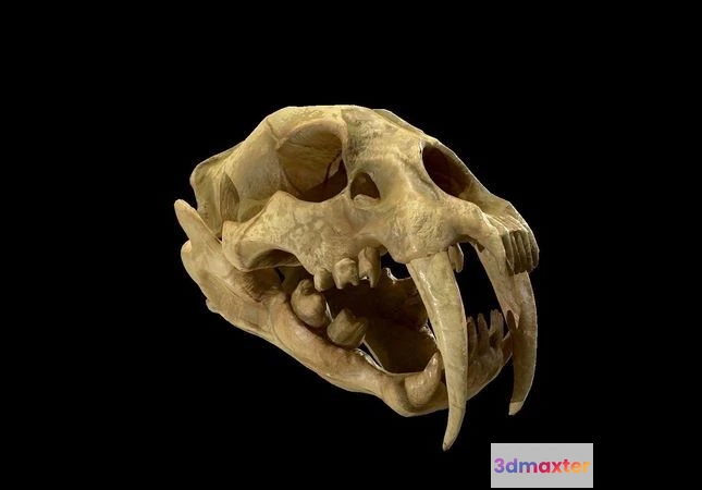 1530082 - PBR Game 3D Models - SaberTooth Skull 3D Max