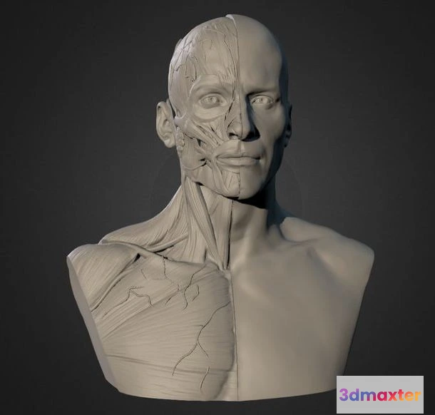 1530218 - PBR Game 3D Models - Semana 02 Man Ecorche 3D Max