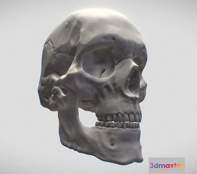 1530244 - PBR Game 3D Models - Skull Human Adult Male 3D Max