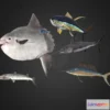 1530550 - PBR Game 3D Models - Sea Fish Pack 3D Max