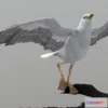 1530554 - PBR Game 3D Models - Seagull Animations 3D Max