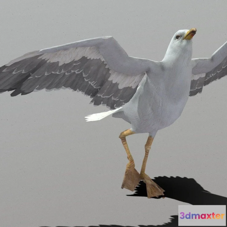 1530554 - PBR Game 3D Models - Seagull Animations 3D Max