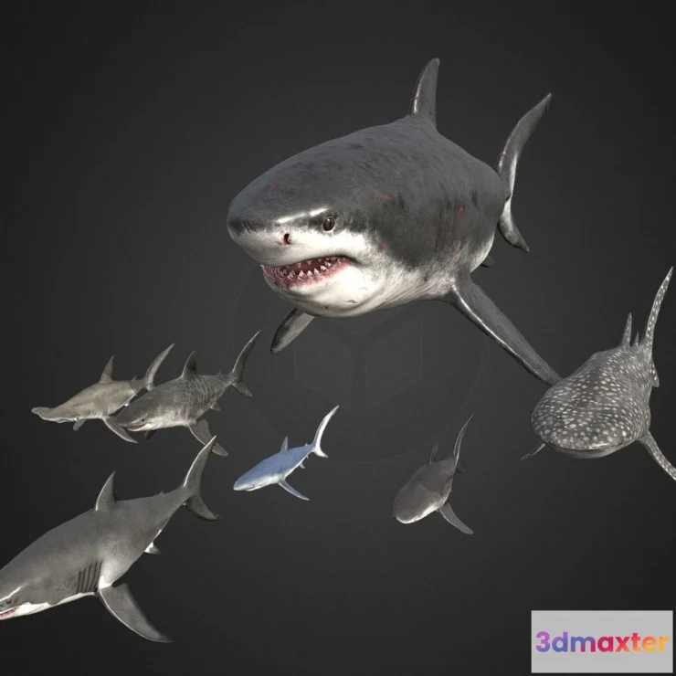 1530620 - PBR Game 3D Models - Shark Pack (2) 3D Max