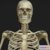 1530682 - PBR Game 3D Models - Skeleton Pbr 2020 3D Max