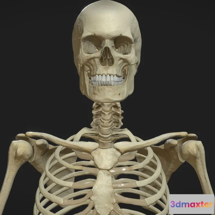 1530682 - PBR Game 3D Models - Skeleton Pbr 2020 3D Max