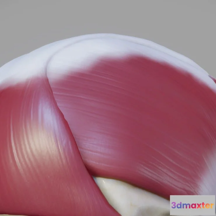 1530694 - PBR Game 3D Models - Skull And Facial Muscles 3D Max