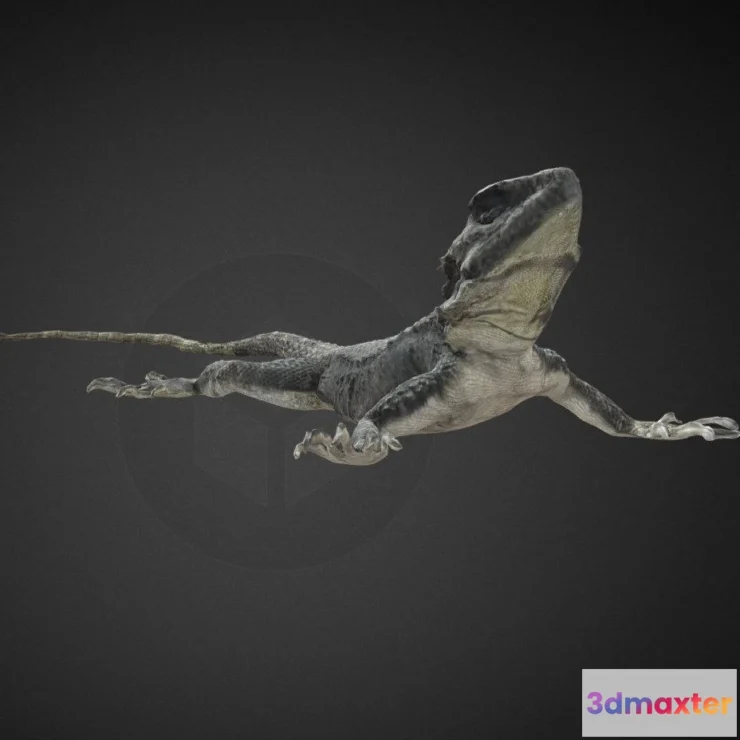 1530714 - PBR Game 3D Models - Sling Tail Lizard Animation 1 3D Max