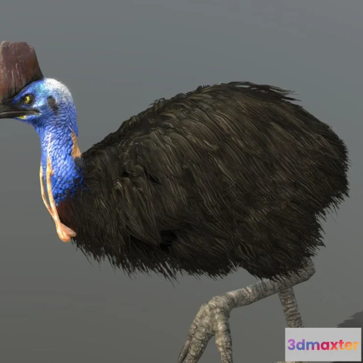 1530764 - PBR Game 3D Models - Southern Cassowary 3D Max