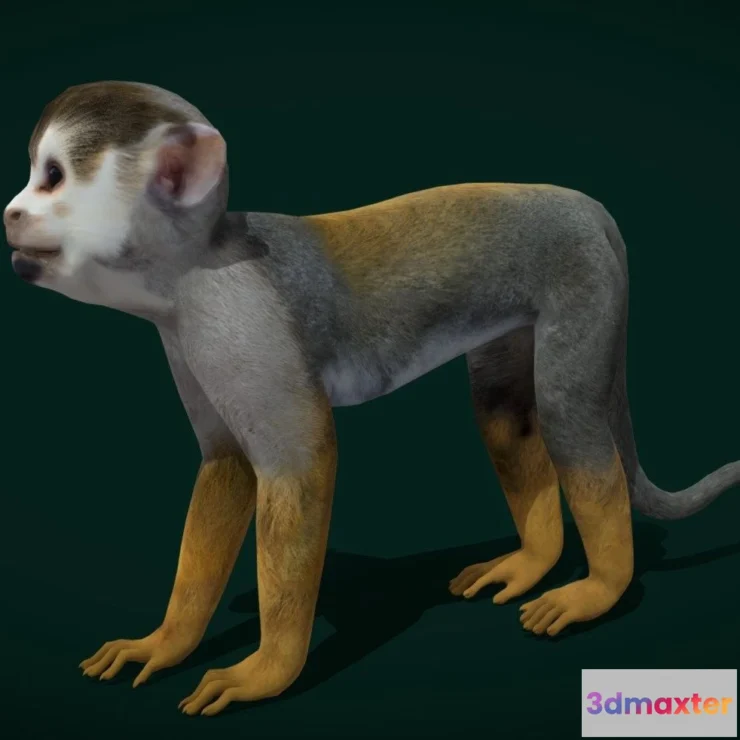 1530890 - PBR Game 3D Models - Squirrel Monkeys Saimiri Game Ready 3D Max