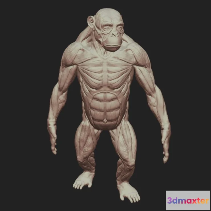 1531282 - PBR Game 3D Models - Ape Anatomy 3D Max