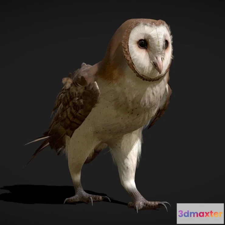 1531334 - PBR Game 3D Models - Barn Owl Animated Low Poly Model 3D Max