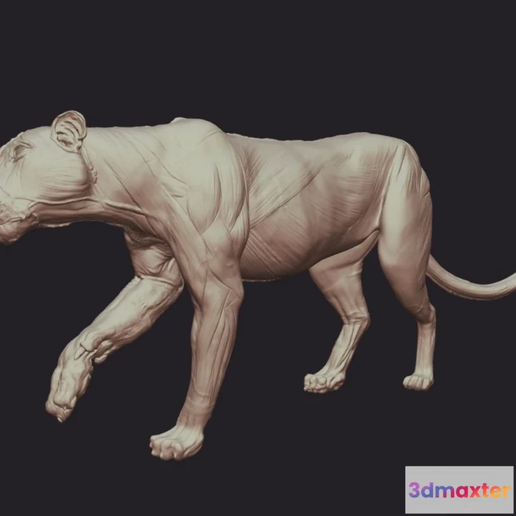 1531360 - PBR Game 3D Models - Bengal Tiger Anatomy Base Wip 3D Max