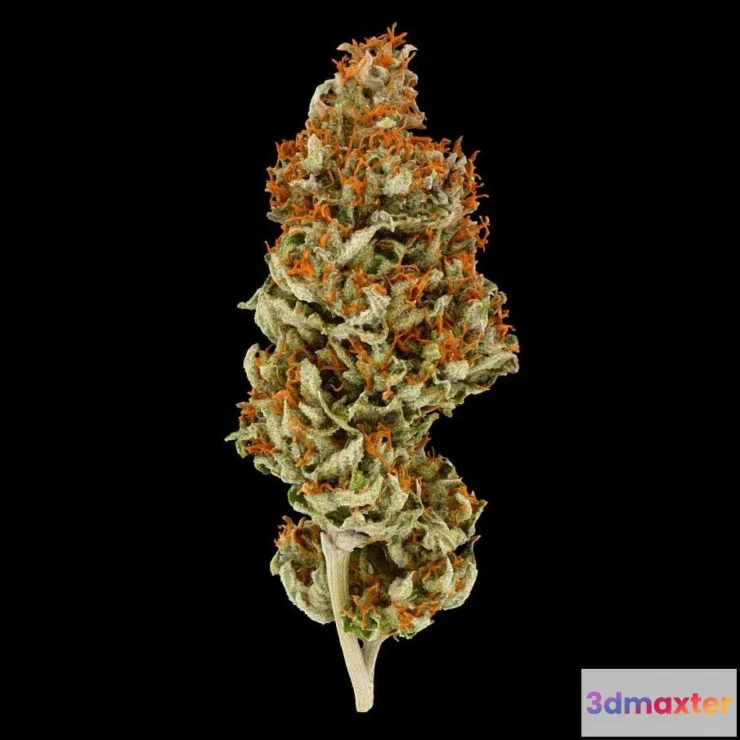 1531392 - PBR Game 3D Models - Bongi Cannabis Model 3D Max