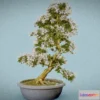 1531396 - PBR Game 3D Models - Bonsai 3 3D Max