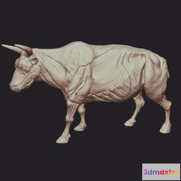 1531418 - PBR Game 3D Models - Bull Anatomy 3D Max